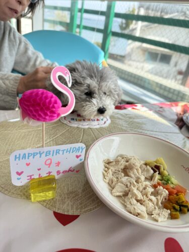 カバーが洗える犬用ベッド