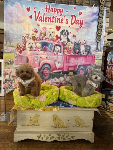 トイプードルのエレナちゃんとSサイズカドラー